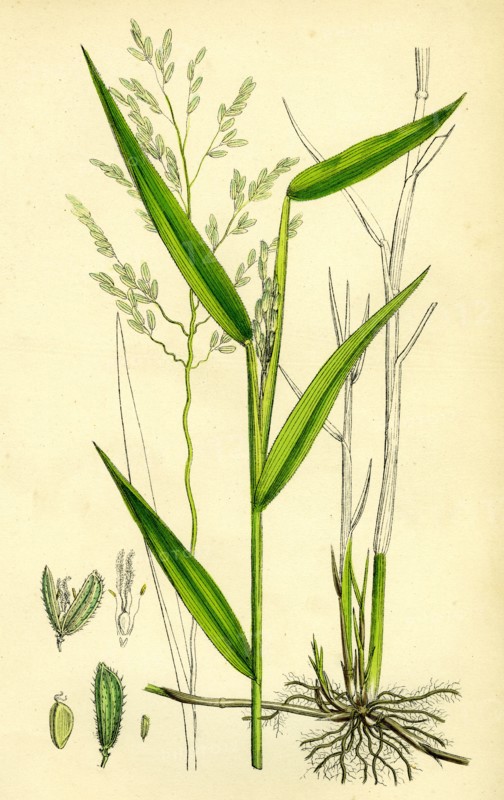 Leersia oryzoides; European Cut-grass