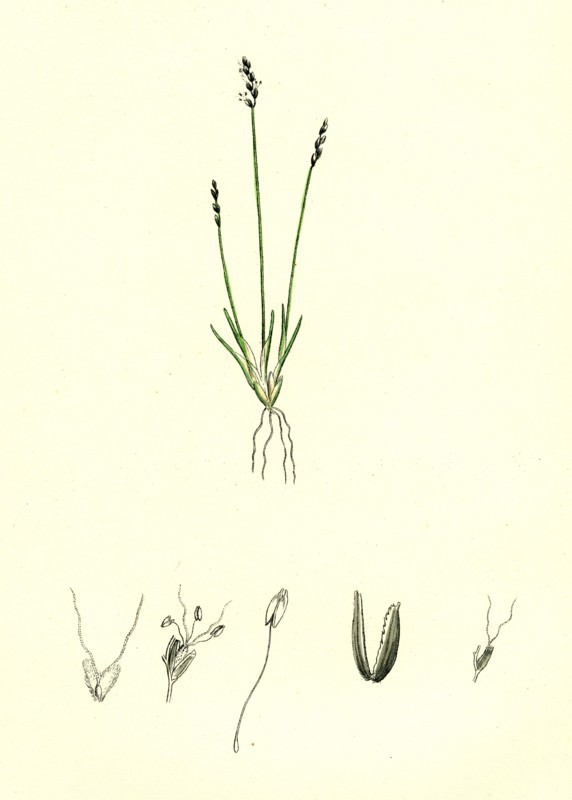 Chamagrostis minima; Early Sand-grass
