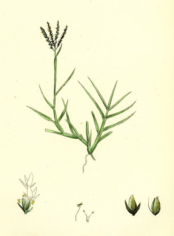 Cynodon Dactylon; Creeping Dog's-tooth-grass