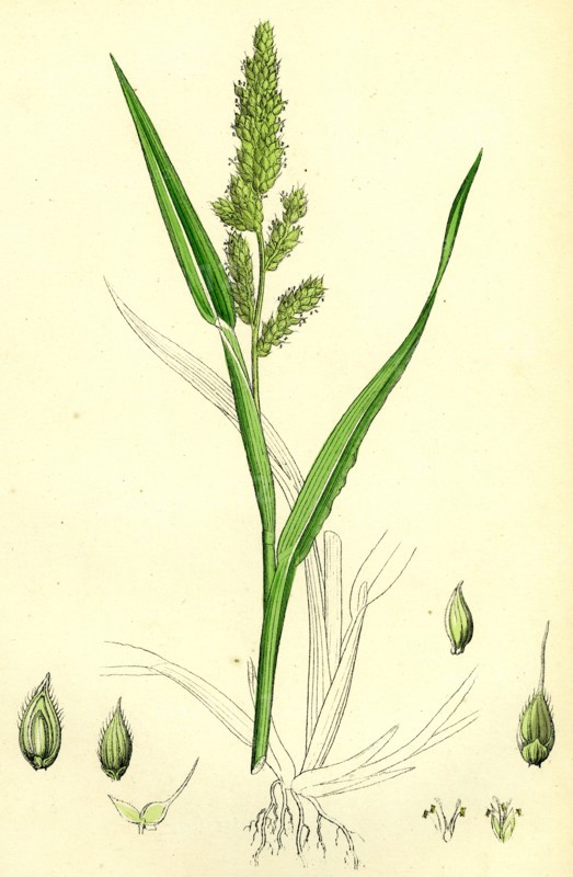 Echinochloa Crus-galli; Loose Panic-grass