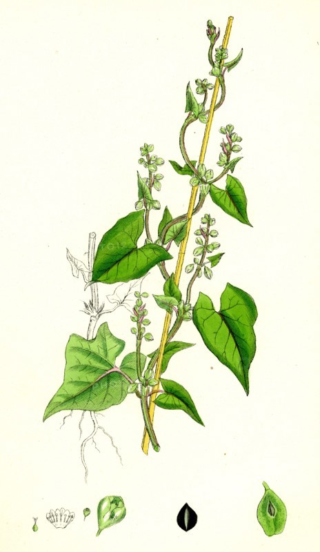 Polygonum Convolvulus; Climbing Buckwheat