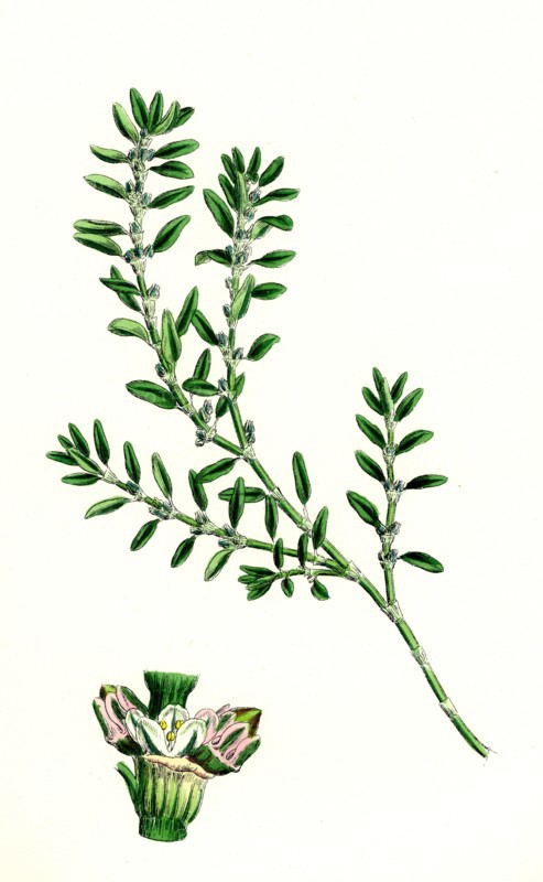 Polygonum aviculare, arenastrum; Common Knot-grass