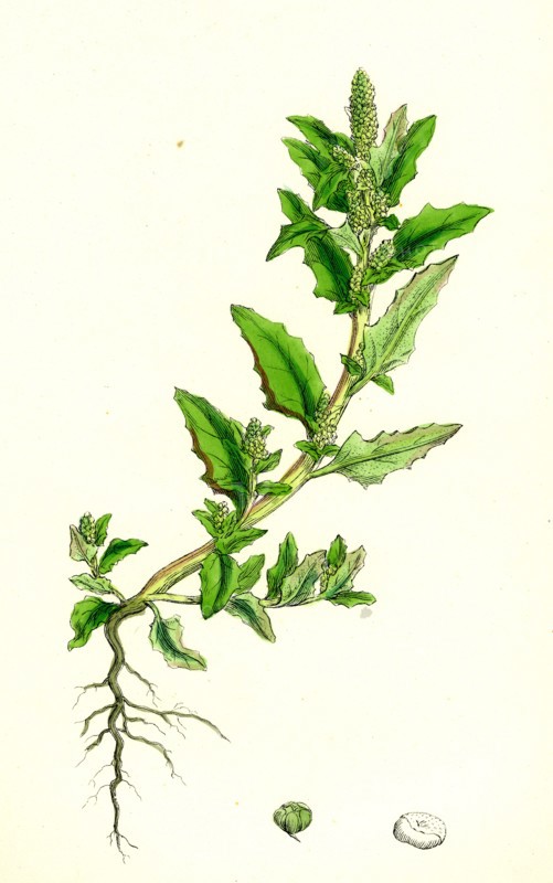 Chenopodium glaucum; Oak-leaved Goosefoot