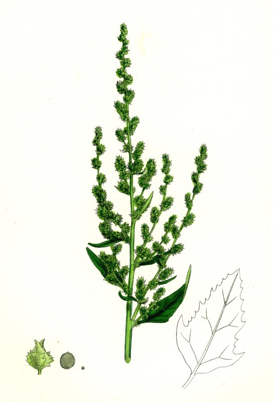 Atriplex patula, var. erecta; Narrow-leaved Orache, var. y.