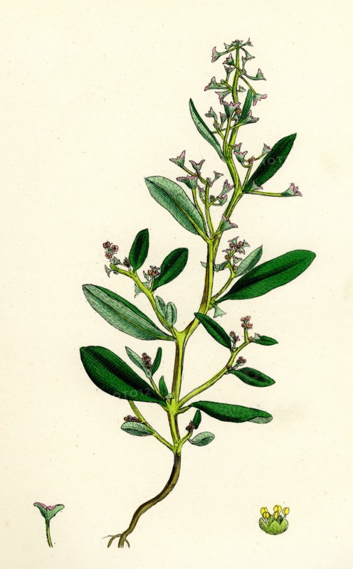 Atriplex pedunculata; Stalked-fruited Sea Orache