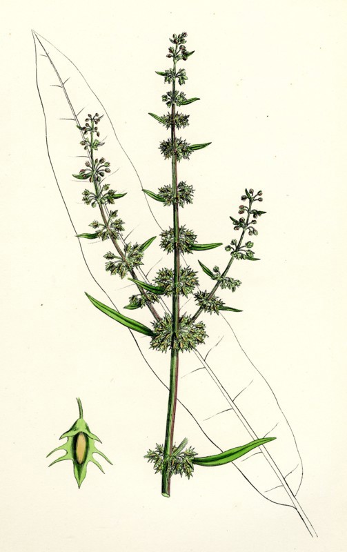 Rumex palustris; Yellow Marsh Dock