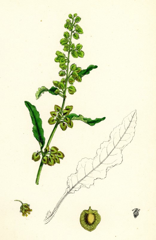 Rumex crispus; Curled Dock