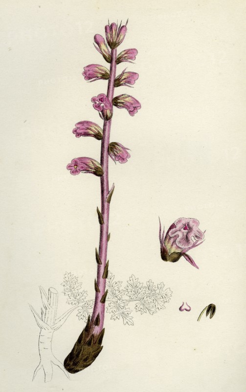 Orobanche amethystea; Bluish Broom-rape