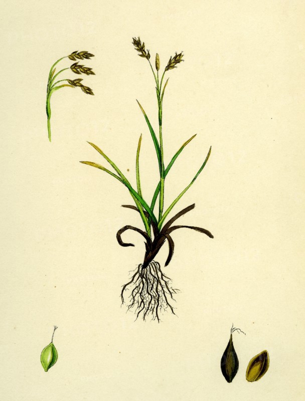 Carex capillaris; Capillary Sedge