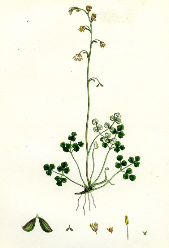 Thalictrum Alpinum; Alpine Meadow Rue