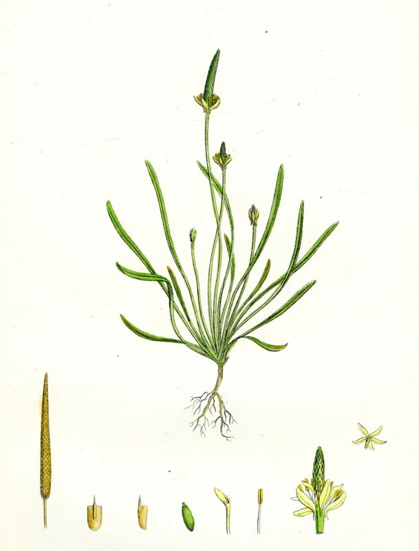 Myosurus minimus; Common Mouse-tail