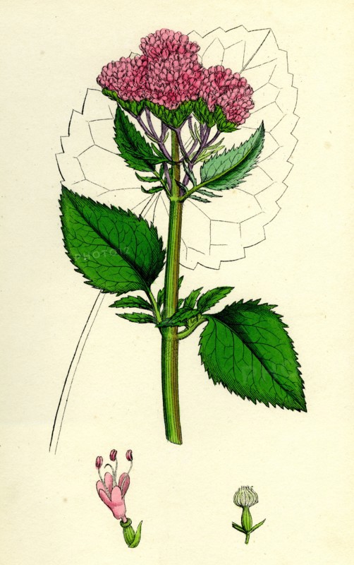 Valeriana Pyrenaica; Heart-leaved Valerian