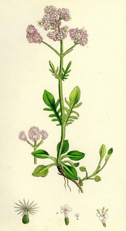 Valeriana dioica; Small Marsh Valerian