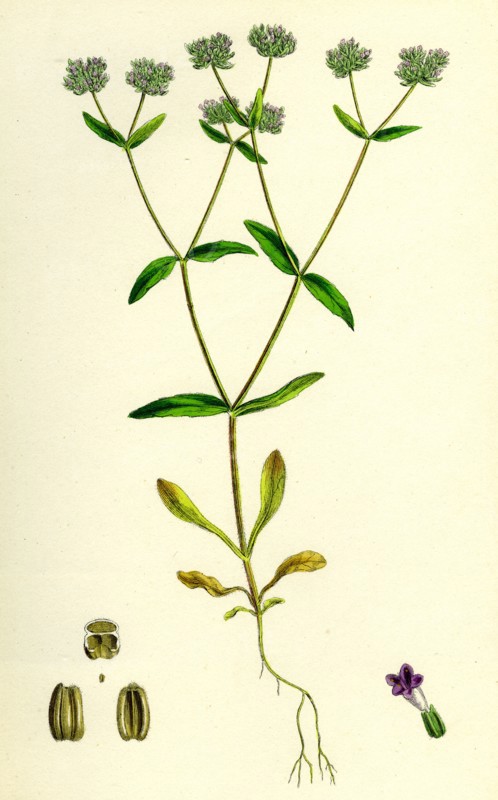 Valerianella carinata; Carinated Lamb's-Lettuce