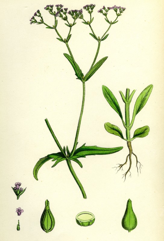 Valerianella dentata; Narrow-fruited Lamb's-lettuce
