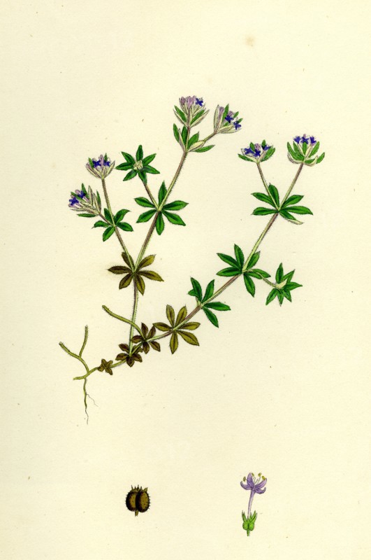 Sherardia arvensis; Blue Field Madder