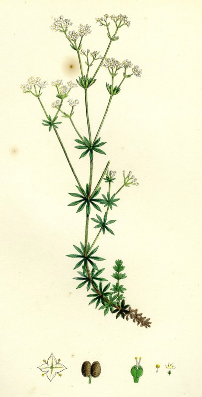 Galium sylvestre; Slender Bedstraw