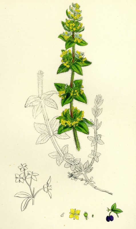 Galium cruciatum; Mugwort