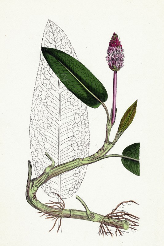 Polygonum amphibium, natans; Amphibious Bistort, aquatic form