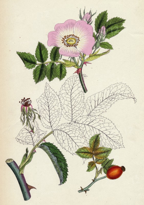 Rosa canina; Common Dog-Rose