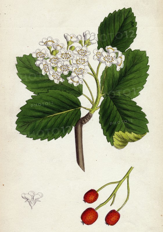 Pyrus eu-Aria; Common White-beam