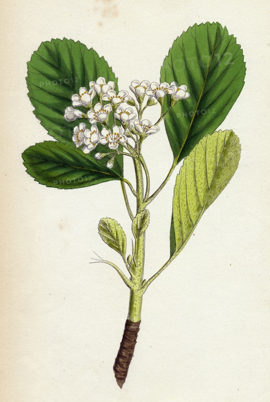 Pyrus rupicola; Rock White-beam