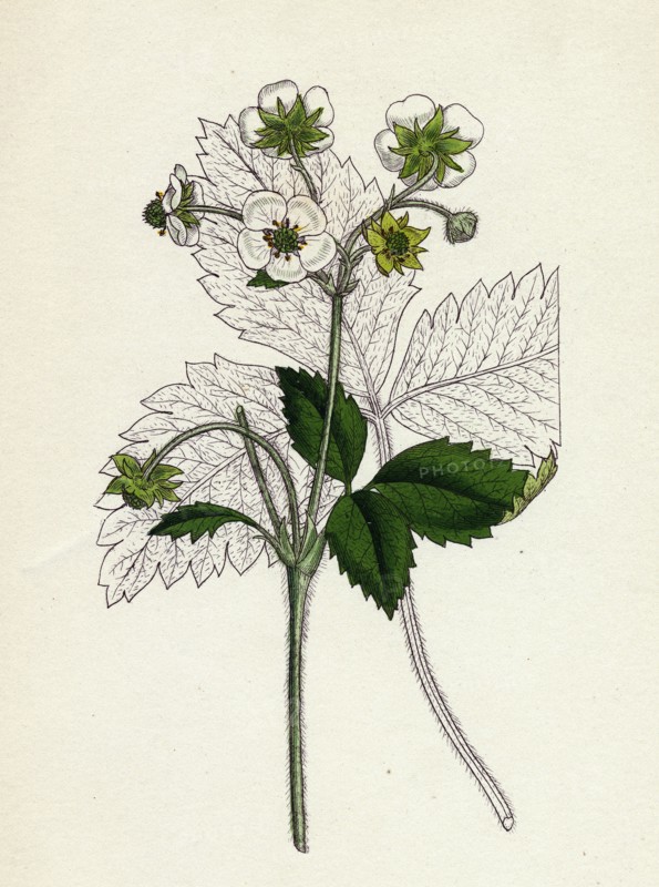 Fragaria elatior; Hautbois Strawberry