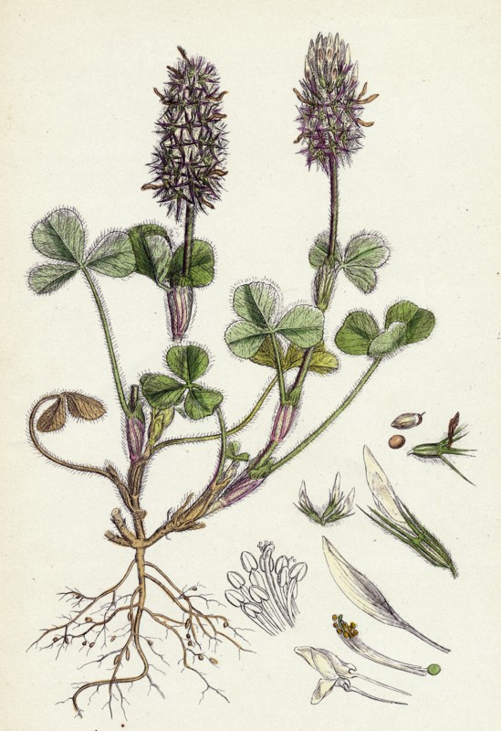 Trifolium Molinerii; Balbi's Trefoil