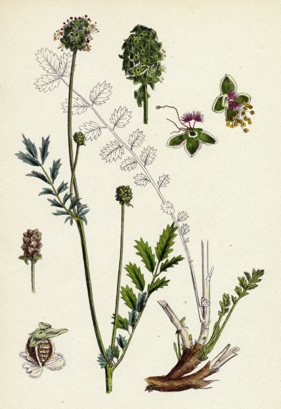 Poterium muricatum; Muricated Salad Burnet