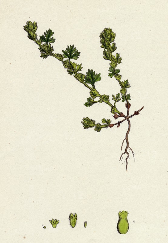 Alchemilla arvensis; Parsley-Piert
