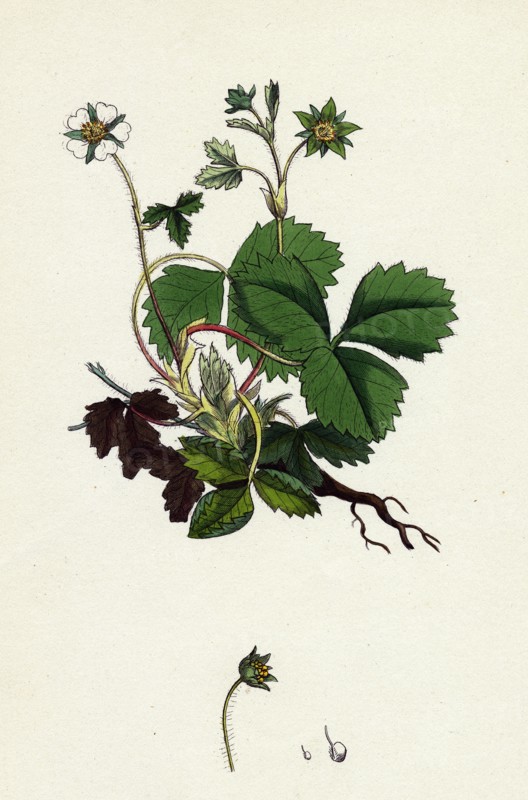 Potentilla Fragariastrum; Barren Strawberry