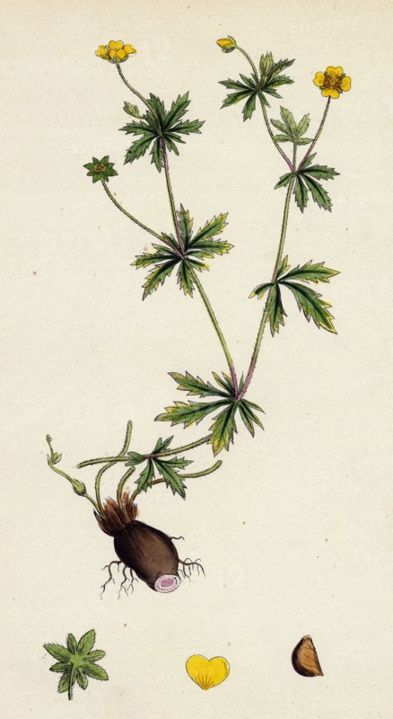 Potentilla eu-Tormentilla; Common Tormentil