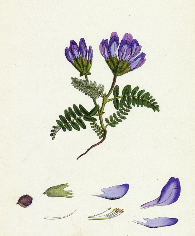 Astragalus hypoglottis; Purple Milk-Vetch