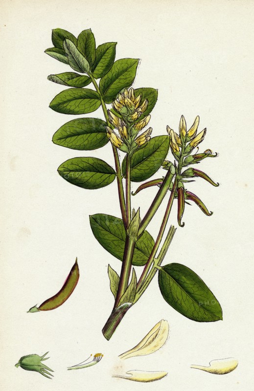 Astragalus glycyphyllus; Sweet Milk-Vetch