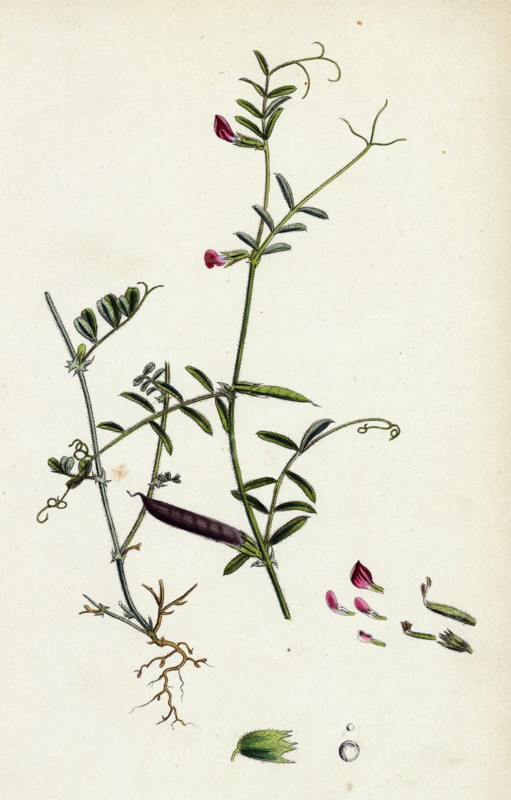 Vicia angustifolia, var. B Bobartii; Common Wild Vetch, var. B.