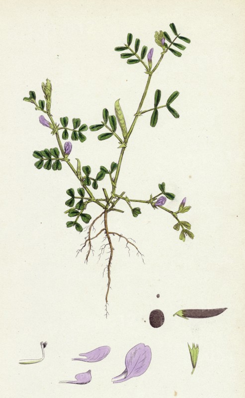 Vicia lathyroides; Spring Vetch