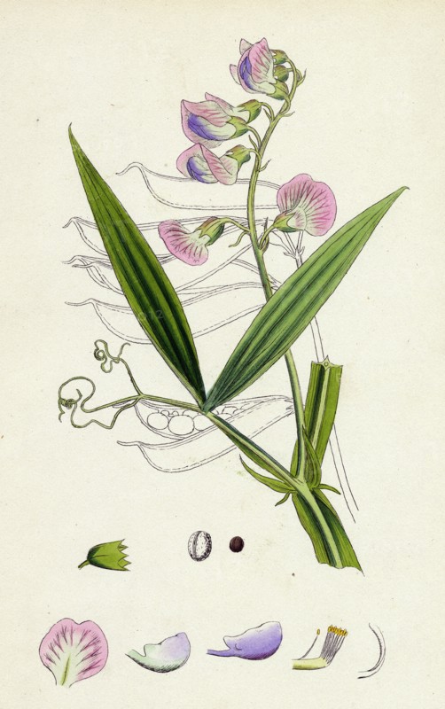 Lathyrus sylvestris; Narrow-leaved Everlasting Pea