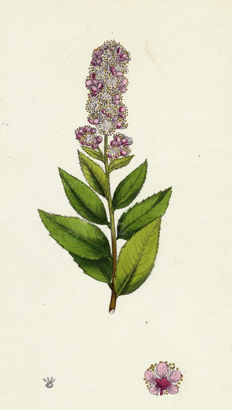 Spiraea salicifolia; Willow-leaved Spiraea