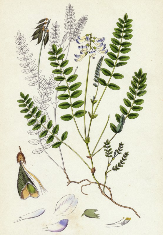 Astragalus alpinus; Alpine Milk-Vetch