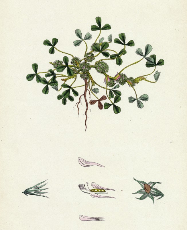 Trifolium suffocatum; Dense-flowered Trefoil