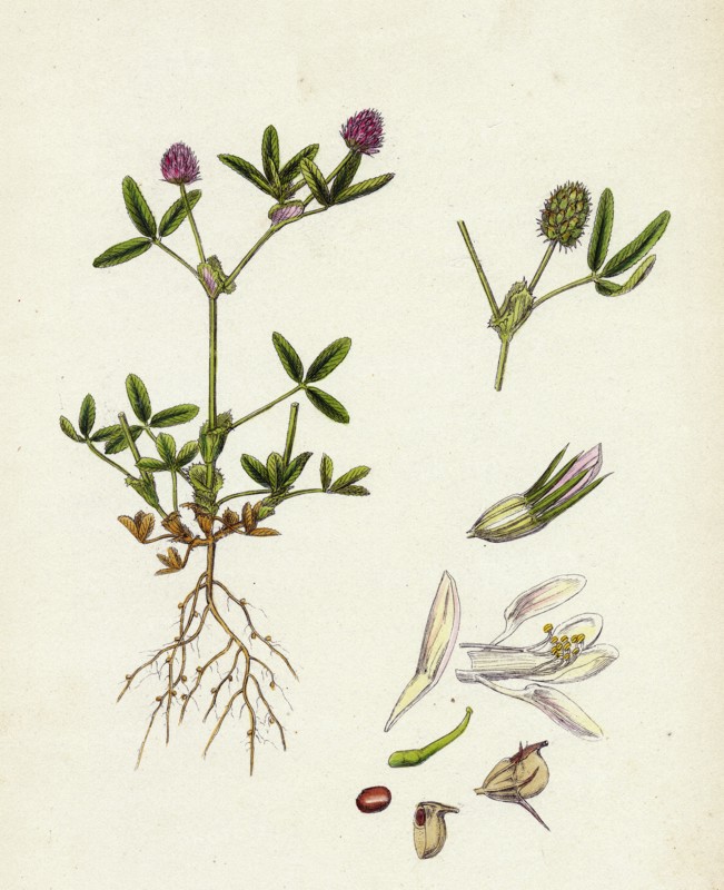 Trifolium strictum; Upright Round-headed Trefoil