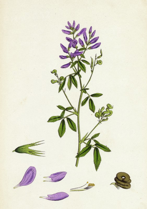 Medicago sativa; Common Lucerne
