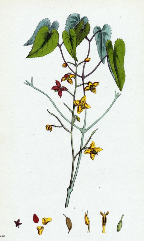 Epimedium alpinum; Alpine Barren wort