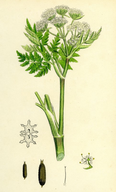 Myrrhis odorata; Sweet Cicely