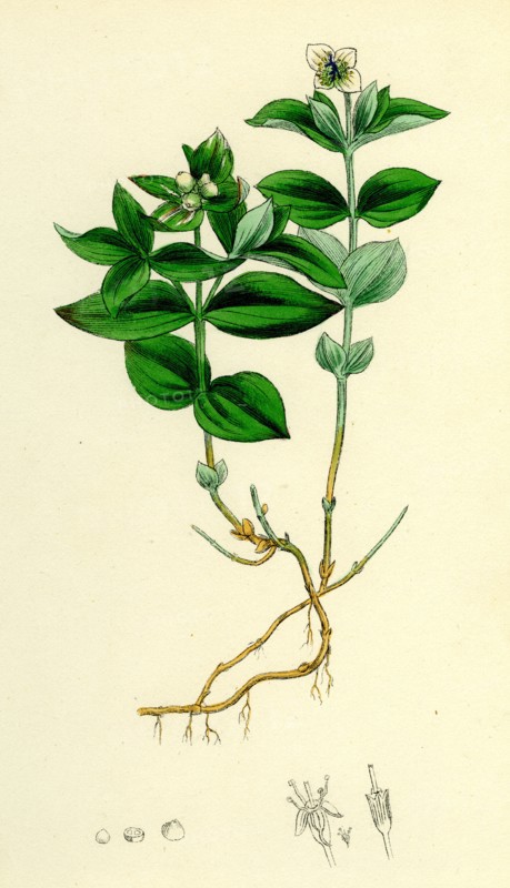 Cornus Succica; Dwarf Cornel