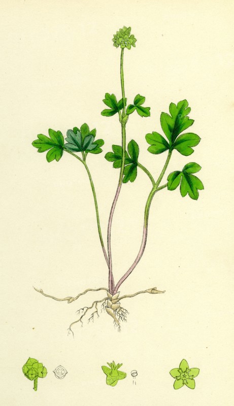 Adoxa Moschatellina; Tuberous Moschatel
