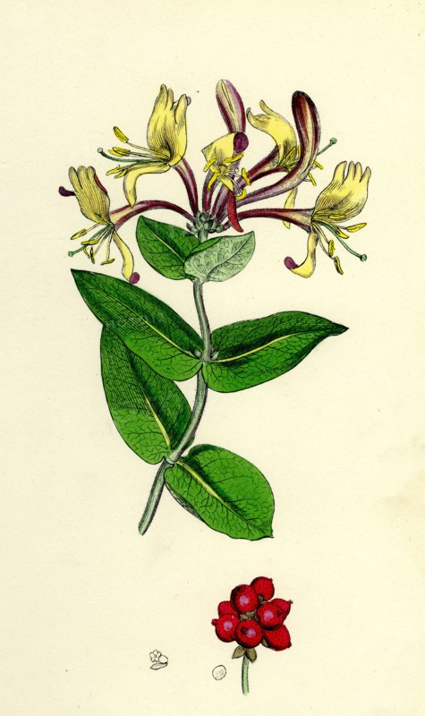 Lonicera Periclymenum; Common Woodbine