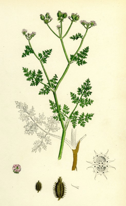 Caucalis daucoides; Small Bur-Parsley