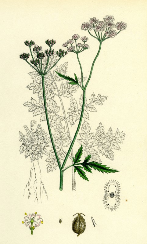 Caucalis Anthriscus; Upright Hedge-Parsley
