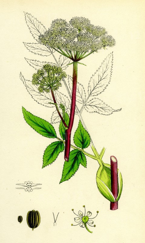 Angelica sylvestris; Wild Angelica